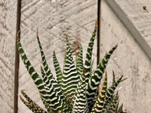 Load image into Gallery viewer, Aloe Zabrina