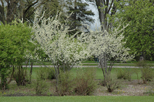 Load image into Gallery viewer, Pipestone Plum