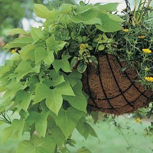 Load image into Gallery viewer, Sweet Potato Vine
