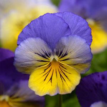 Load image into Gallery viewer, Pansy Cool Wave® Morpho