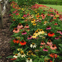 Load image into Gallery viewer, Echinacea purpurea 'Cheyenne Spirit'