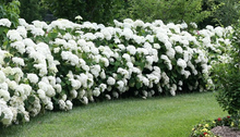 Load image into Gallery viewer, Annabelle Hydrangea