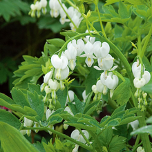 Load image into Gallery viewer, Dicentra spectabilis 'Alba'