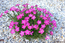 Load image into Gallery viewer, Dianthus 'Kahori Pink'