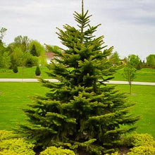 Load image into Gallery viewer, Green Spruce