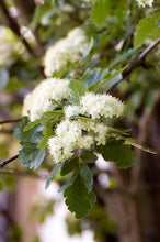 Load image into Gallery viewer, Oakleaf Mountain Ash
