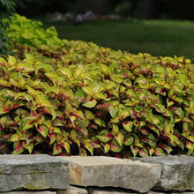 Load image into Gallery viewer, Coleus Rose to Lime Magic