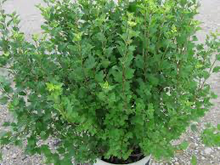 Load image into Gallery viewer, Alpine Currant