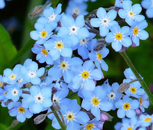 Load image into Gallery viewer, Myosotis sylvatica 'Forget-me-not'