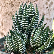 Load image into Gallery viewer, Haworthia Super Fasciate