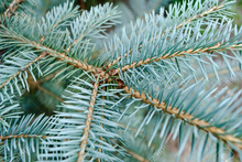 Load image into Gallery viewer, Blue Spruce