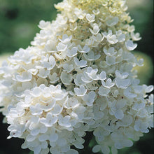 Load image into Gallery viewer, Hydrangea Pee Gee