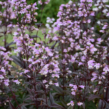Load image into Gallery viewer, Penstemon digitalis 'Blackbeard'