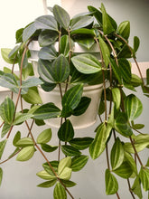 Load image into Gallery viewer, Peperomia 'Angulata'