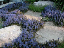 Load image into Gallery viewer, Ajuga reptans 'Chocolate Chip'