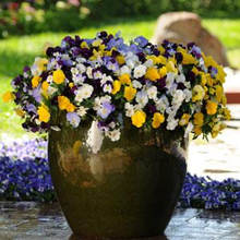 Load image into Gallery viewer, Pansy Cool Wave® Mix