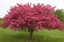 Load image into Gallery viewer, Prairifire Flowering Crab