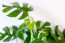 Load image into Gallery viewer, Rhaphidophora tetrasperma 'Ginny'