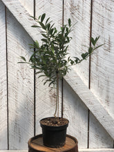 Load image into Gallery viewer, Olive Tree