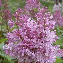 Load image into Gallery viewer, Lilac Donald Wyman