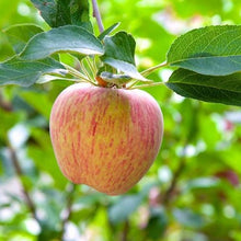 Load image into Gallery viewer, Gravenstein Apple