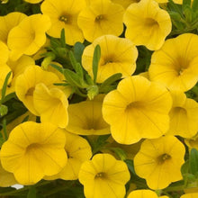 Load image into Gallery viewer, Calibrachoa Yellow