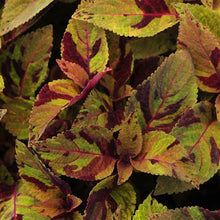 Load image into Gallery viewer, Coleus Mighty Mosaic