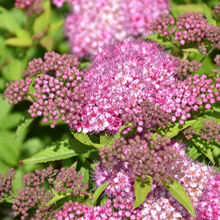 Load image into Gallery viewer, Spirea Gumball