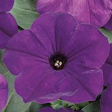Load image into Gallery viewer, Petunia Easy Wave® Blue