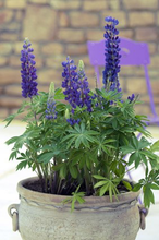 Load image into Gallery viewer, Lupinus x Mini-Gallery Blue