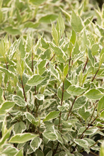 Load image into Gallery viewer, Ivory Halo Dogwood