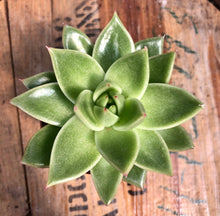 Load image into Gallery viewer, Echeveria Miranda