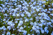 Load image into Gallery viewer, Myosotis sylvatica 'Forget-me-not'