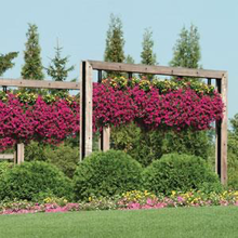 Load image into Gallery viewer, Petunia Wave® Purple