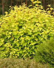 Load image into Gallery viewer, Ninebark Dart's Gold