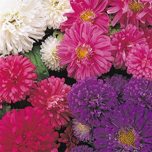 Load image into Gallery viewer, Aster Pot & Patio Mix