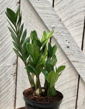 Load image into Gallery viewer, ZZ Plant