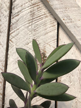 Load image into Gallery viewer, Senecio crassissimus