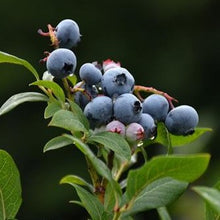 Load image into Gallery viewer, Northland Blueberry