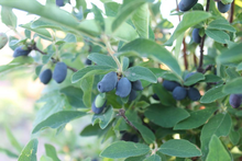 Load image into Gallery viewer, Berry Blue Honeyberry