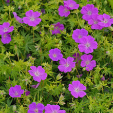 Load image into Gallery viewer, Geranium sanguineum 'New Hampshire Purple'