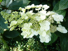 Load image into Gallery viewer, Hydrangea Unique