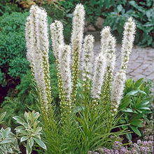Load image into Gallery viewer, Liatris spicata 'Floristan White'