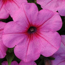 Load image into Gallery viewer, Petunia Easy Wave® Pink Passion