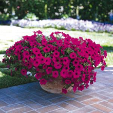 Load image into Gallery viewer, Petunia Wave® Purple Classic
