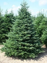 Load image into Gallery viewer, Fraser Fir