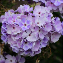Load image into Gallery viewer, Phlox paniculata 'Flame Blue'