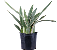Load image into Gallery viewer, Sansevieria Sayuri