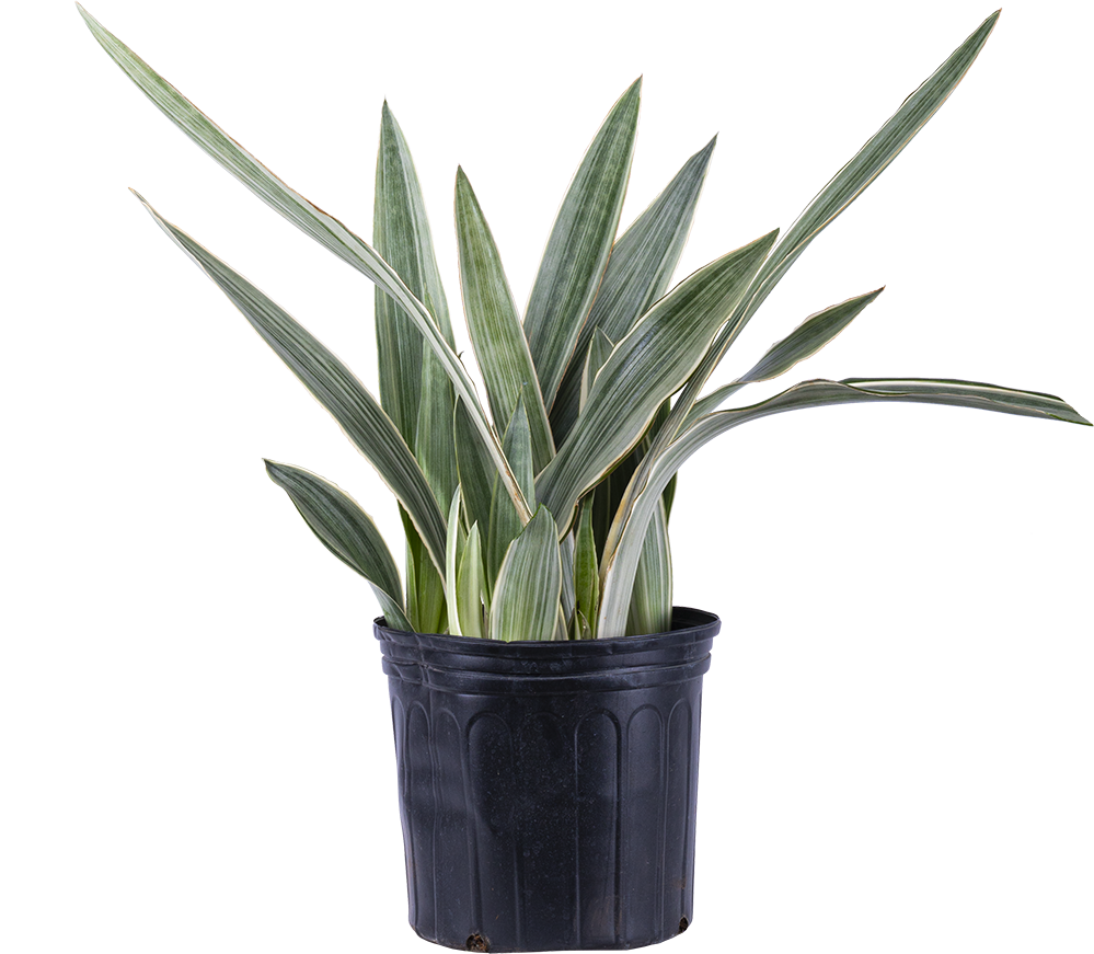 sansevieria bantel's sensation vs sayuri Sansevieria Sayuri