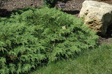 Load image into Gallery viewer, Russian Cypress